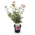 Green boutiQ - Terrassenpflanze - Japanischer Ahorn - Acer palmatum Jerre Swarts - Dunkelrot - 1 Pflanze - Laubabwerfend - Topf 19cm Höhe 70cm