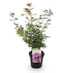 Green boutiQ - Terrassenpflanze - Japanischer Ahorn - Acer palmatum Jerre Swarts - Dunkelrot - 1 Pflanze - Laubabwerfend - Topf 19cm Höhe 70cm