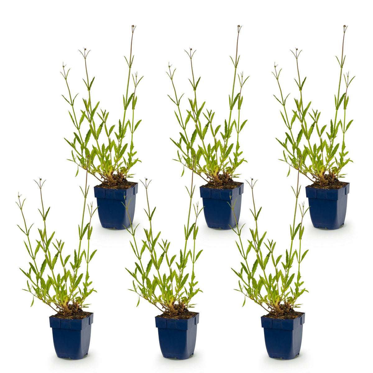 Vasteplant - Verbena bonariensis - Ijzerhard - Bijen- en vlinderlokkers - Paars - 6 Planten - Pot 11cm - Hoogte 15-25cm