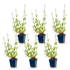 Plante vivace - Verbena bonariensis - Verveine de Buenos Aires - Attire les abeilles et les papillons - Violet - 6 Plantes - Pot 11cm - Hauteur 15-25cm