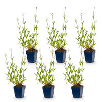 Vasteplant - Verbena bonariensis - Ijzerhard - Bijen- en vlinderlokkers - Paars - 6 Planten - Pot 11cm - Hoogte 15-25cm