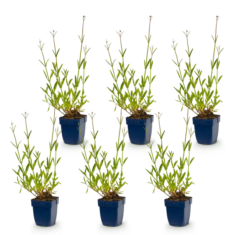Vasteplant - Verbena bonariensis - Ijzerhard - Bijen- en vlinderlokkers - Paars - 6 Planten - Pot 11cm - Hoogte 15-25cm