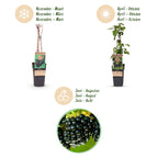 Green boutiQ - Plant fruitier - Rubus fruticosus Black Satin - Mûrier - Rustique - Mûre noire - 2 plantes - Pot 15cm - Hauteur 50cm