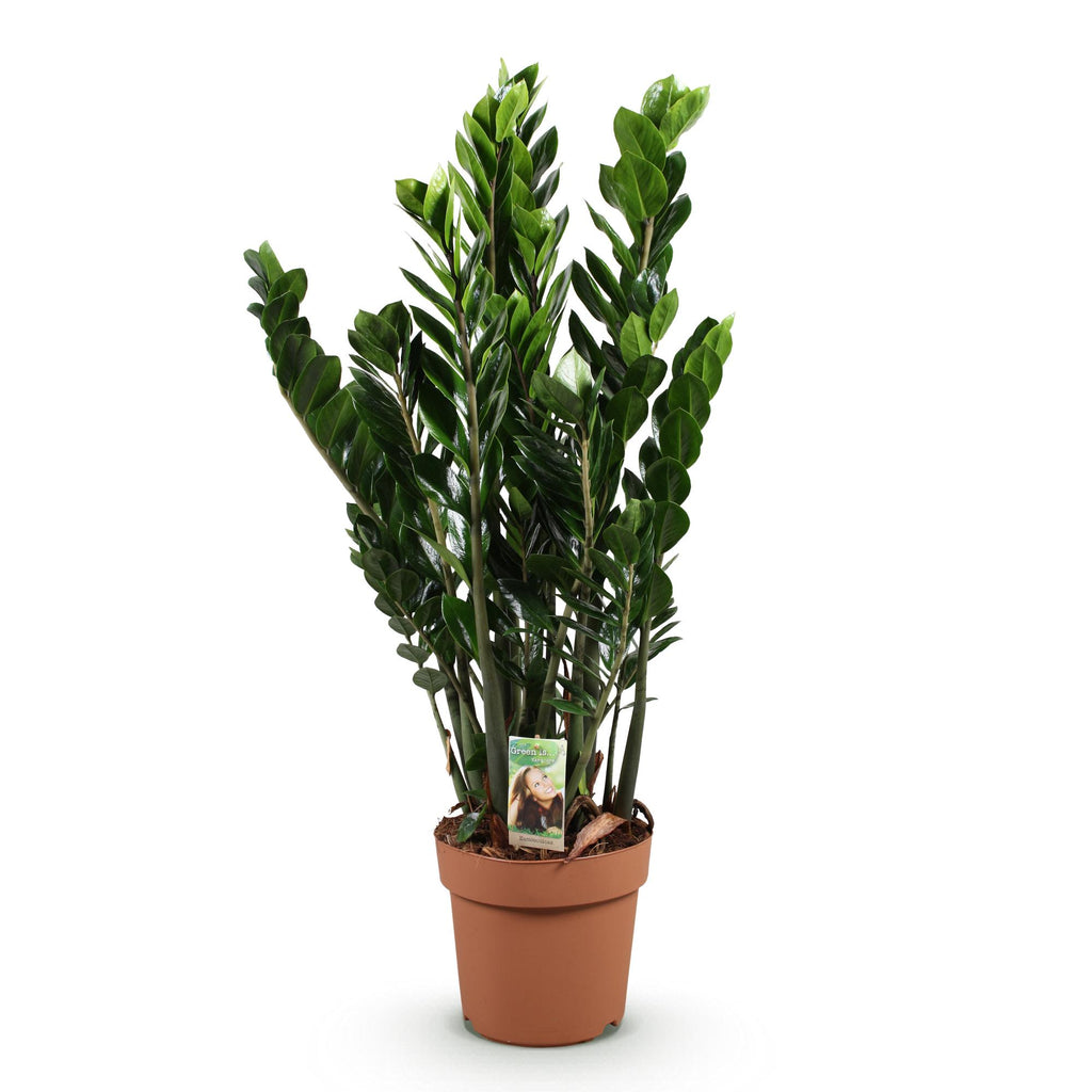 Green BoutiQ - Green is... Plantes d'intérieur - Zamioculcas - Plante ZZ - Peu d'entretien - Vert - 1 plante - Pot 21cm - Hauteur 80-90cm