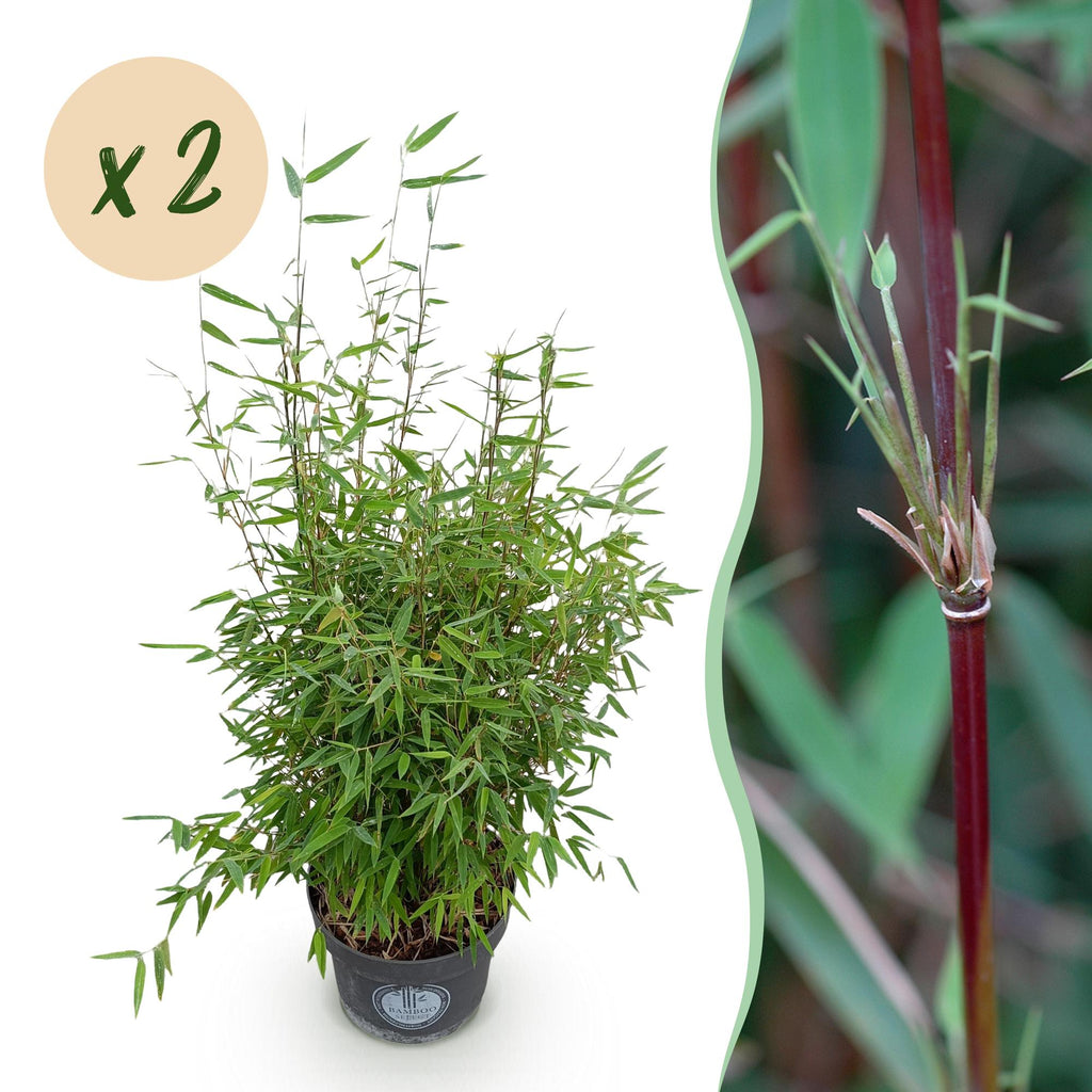 Green boutiQ - Graminées - Fargesia nitida Red Dragon - Bambou non traçant - Persistant - Vert - 2 Plantes - Pot 23 cm - Hauteur 80 cm
