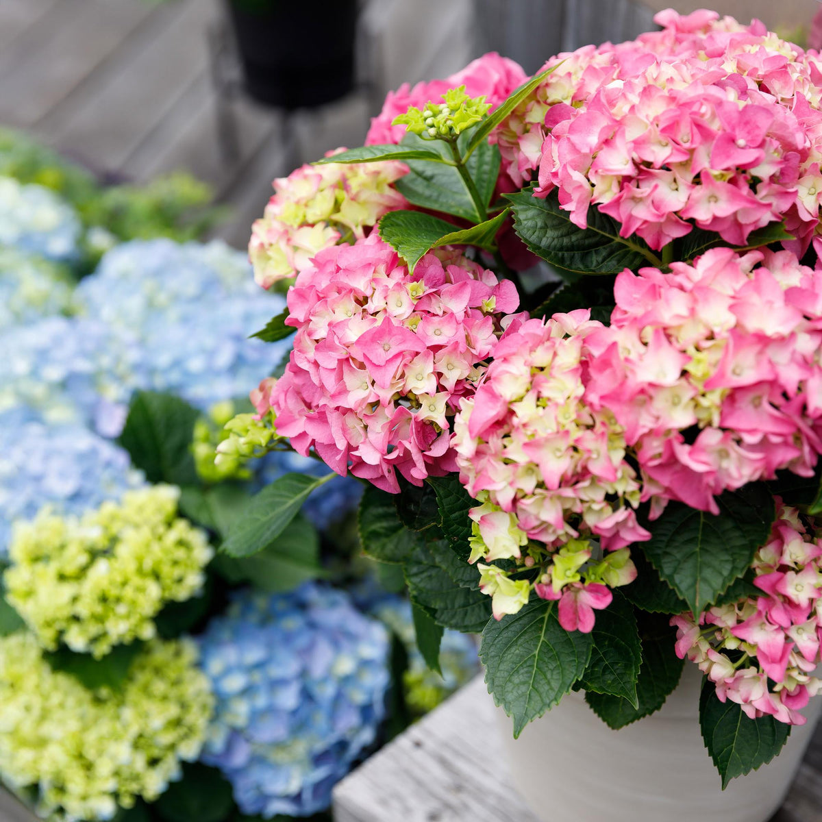 Green boutiQ - Plante de terrasse - Hortensia - Hydrangea Forever & Ever - Rose - 7-12 fleurs - 2 plantes - Pot 23 cm Hauteur 55 cm