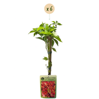 6x Parthenocissus quin. 'Engelmannii' - Engelmann ivy - Yellow - Green - Climber - Ø9cm - ↕35cm