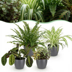 Green boutiQ - Zimmerpflanze - Chlorophytum - Maranta - Callisia - Nephrolepis - 4er-Set - Haustierfreundliche Pflanzen - Grün - 4 Pflanzen - mit grauem Übertopf - Topf 12 cm - Höhe 25 cm