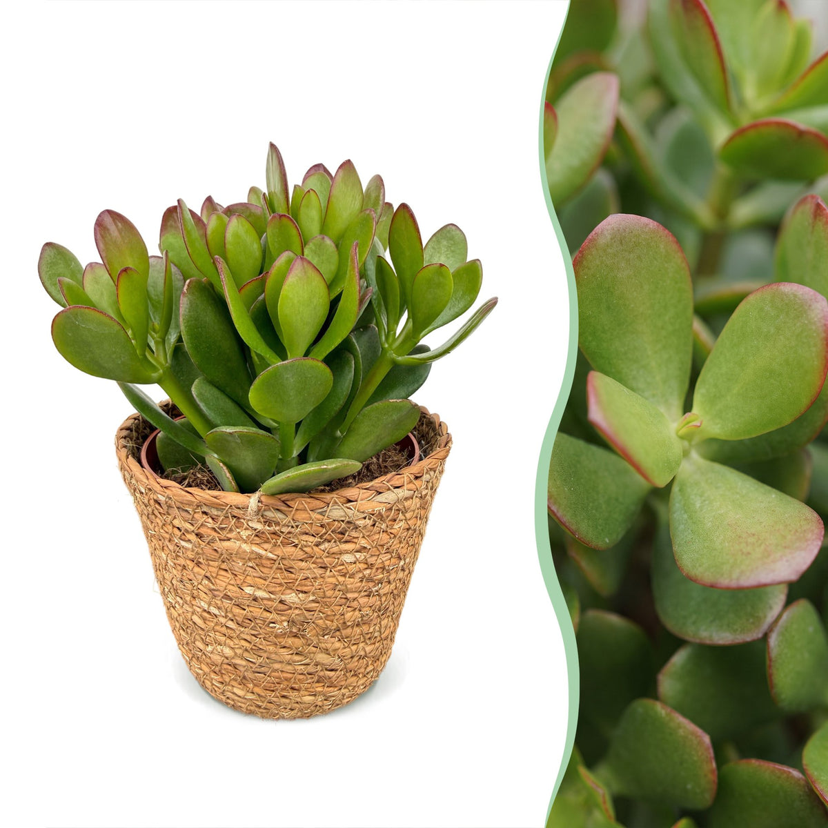 2x Crassula Ovata - Jade plant - Green - Succulent/cactus - incl. mand - Ø12cm
