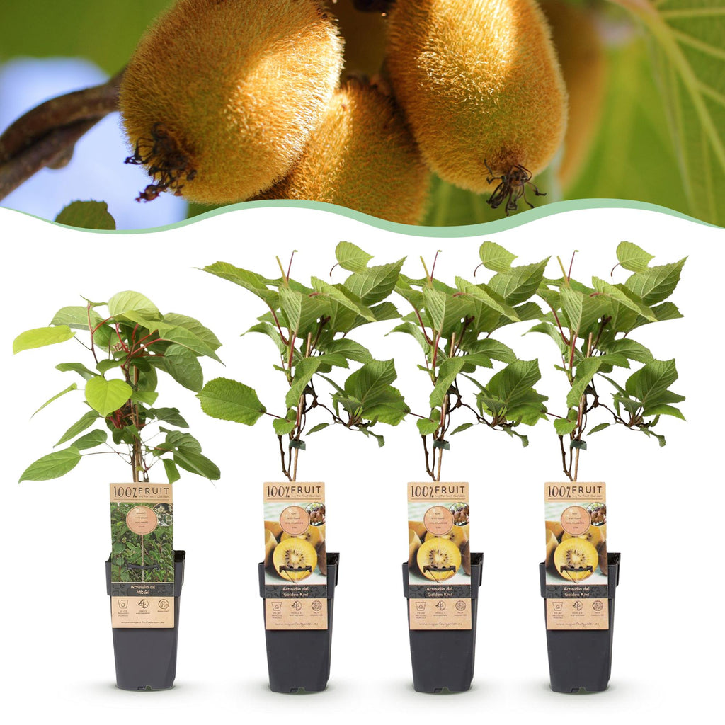 Green boutiQ - Fruchtpflanze - Actinidia Weiki & Goldkiwi - Kiwipflanze - 1 Männlich - 3 Weiblich - Pflanzen - Gelb - Topf 15cm - Höhe 50cm