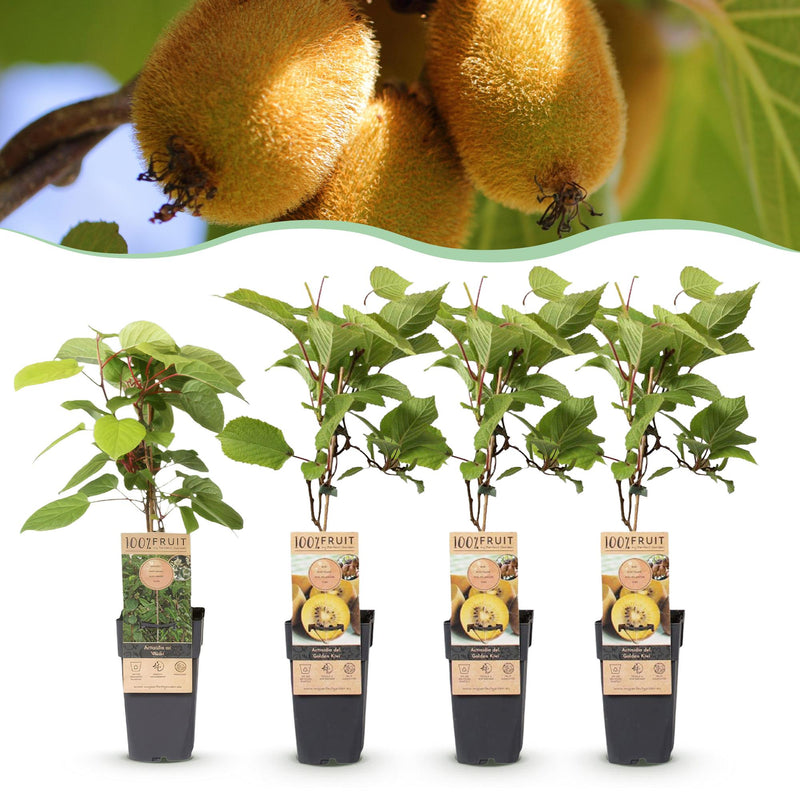 Green boutiQ - Fruitplant - Actinidia Weiki & Golden Kiwi - Kiwiplant - 1 Mannelijke - 3 Vrouwelijke - Planten - Geel - Pot 15cm - Hoogte 50cm