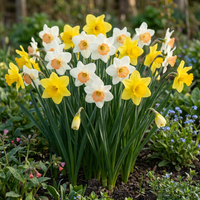 320x Narcissus mix - Narcissen mix - Diversen - Voorjaarsbloeier - Bolmaat 10/12