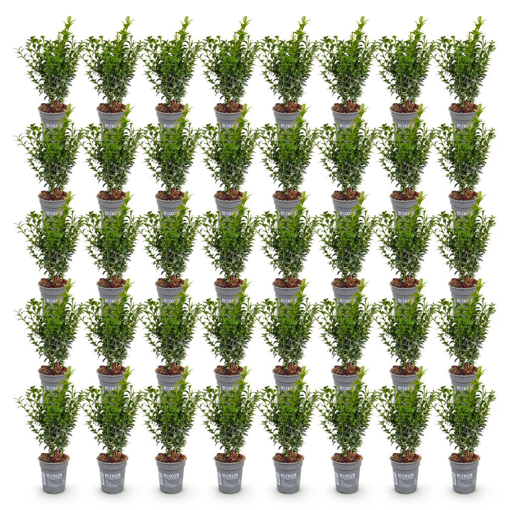 Green boutiQ - 40x Buxus sempervirens - Buis - Plantes de haie - Persistant - Vert - Pot 9cm - Hauteur 20-25cm