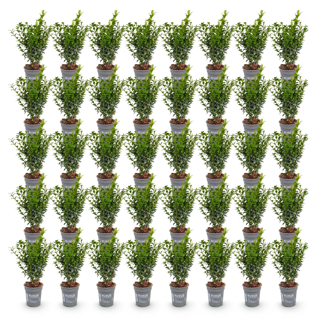 Green boutiQ - 40x Buxus sempervirens - Palmboompje - Haagplanten - Groenblijvend - Groen - Pot 9cm - Hoogte 20-25cm