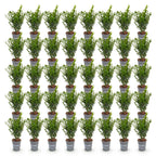 Green boutiQ - 40x Buxus sempervirens - Buis - Plantes de haie - Persistant - Vert - Pot 9cm - Hauteur 20-25cm