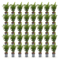 Green boutiQ - 40x Buxus sempervirens - Palmboompje - Haagplanten - Groenblijvend - Groen - Pot 9cm - Hoogte 20-25cm