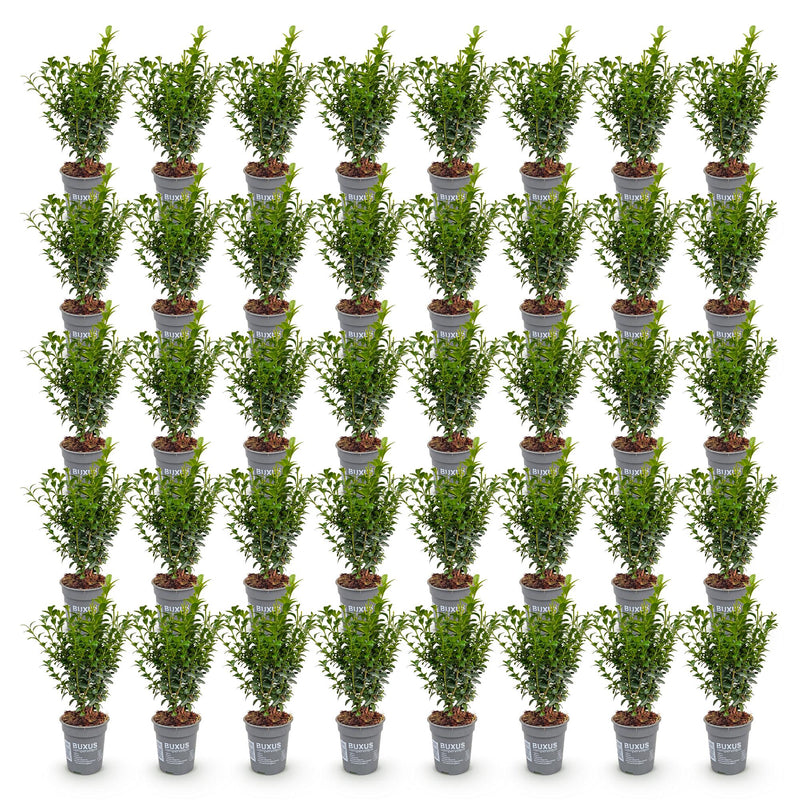 Green boutiQ - 40x Buxus sempervirens - Palmboompje - Haagplanten - Groenblijvend - Groen - Pot 9cm - Hoogte 20-25cm