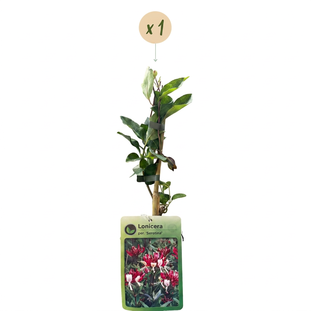 Lonicera per. 'Serotina' - Late Dutch honeysuckle - Purple - Yellow - Climber - Ø9cm - ↕35cm