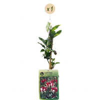 Lonicera per. 'Serotina' - Late Dutch honeysuckle - Purple - Yellow - Climber - Ø9cm - ↕35cm