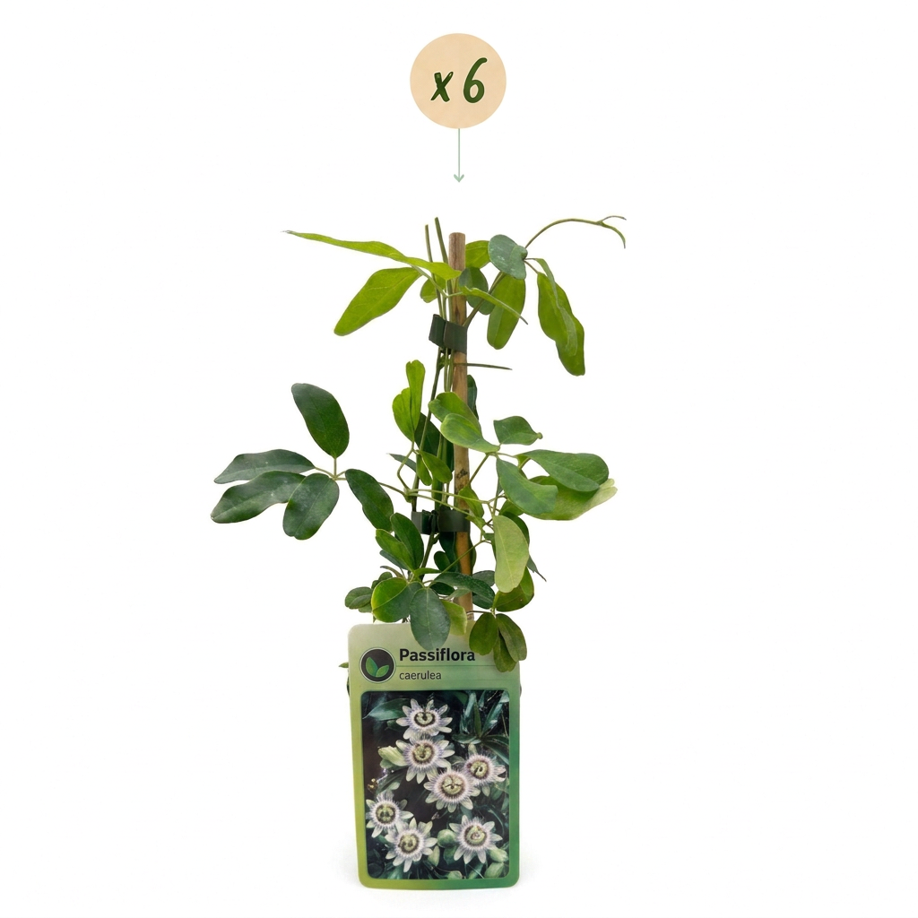 6x Passiflora caerulea - Blue passionflower - White - Purple - Climber - Ø9cm - ↕35cm