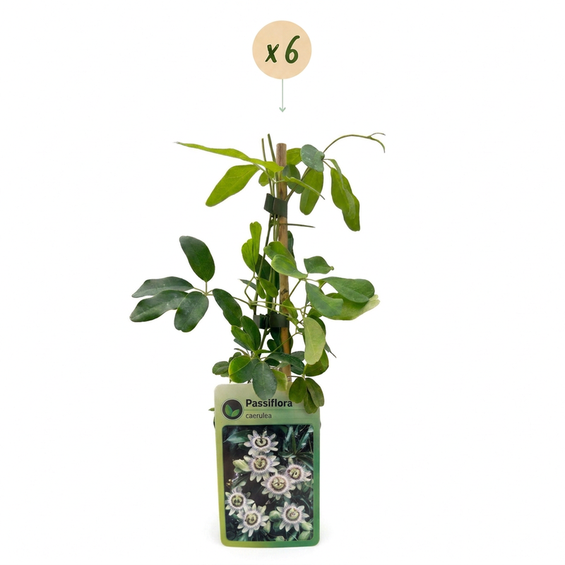 6x Passiflora caerulea - Blaue Passionsblume - Weiß - Violett - Kletterpflanze - Ø9cm - ↕35cm