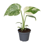Monstera Creme Brulee - Monstera Creme Brulee - Green - Cream - Tropical - Ø6cm - ↕14cm
