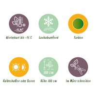 Green boutiQ - Terrasplant - Japanse Esdoorn - Acer palmatum Emerald Lace - Groen - 1 Plant - Bladverliezend - Pot 19cm Hoogte 70cm