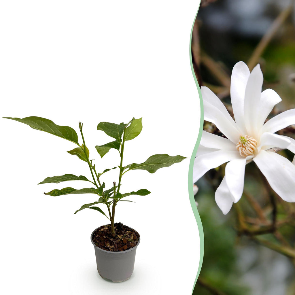 Green boutiQ - Gartenpflanze - Magnolia stellata - Blüte Weiß - 1 Pflanze - Laubabwerfend - Pflegeleicht - Topf 12cm Höhe 30cm