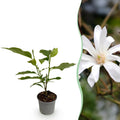 Green boutiQ - Gartenpflanze - Magnolia stellata - Blüte Weiß - 1 Pflanze - Laubabwerfend - Pflegeleicht - Topf 12cm Höhe 30cm