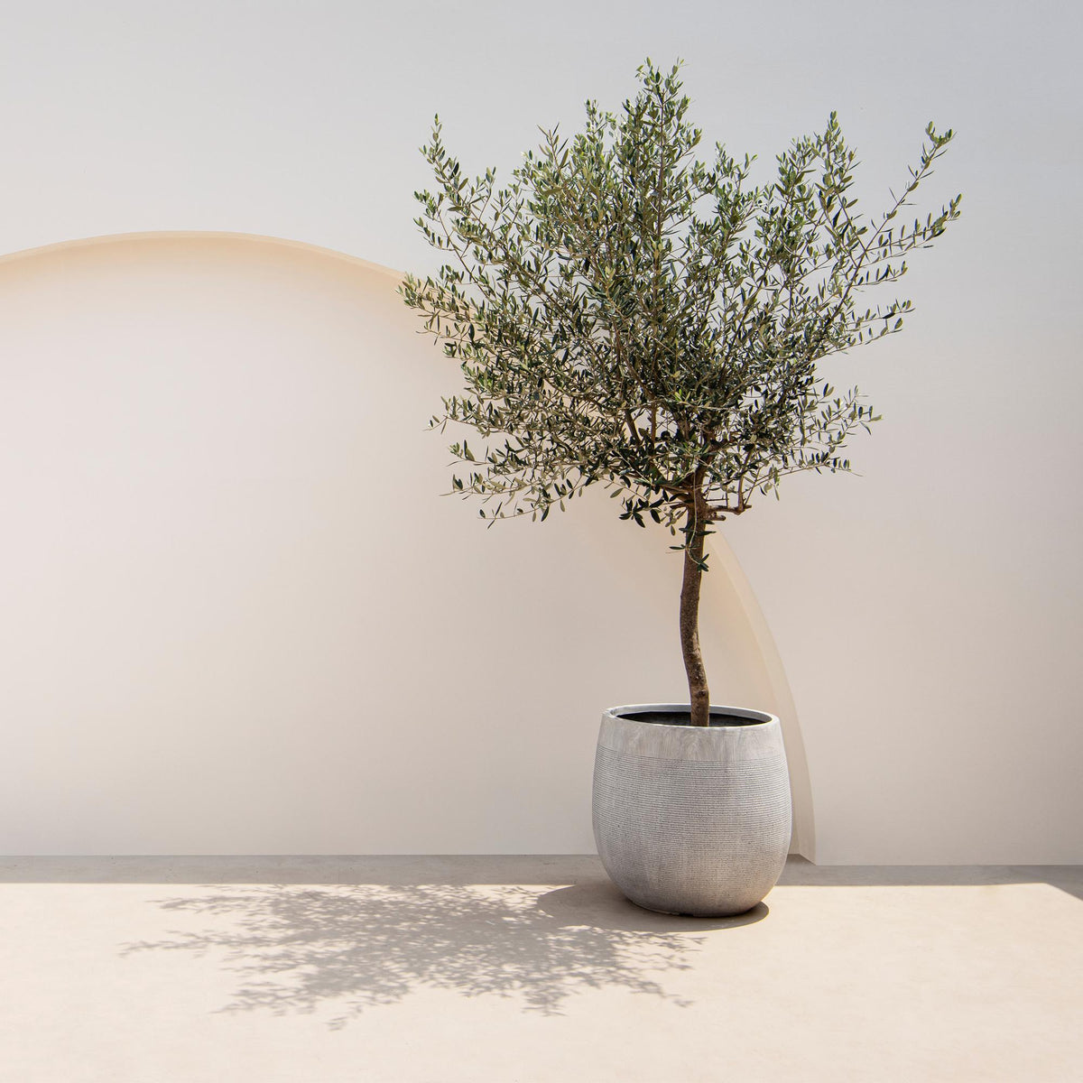 Green boutiQ - Plant op Stam - Olea Europaea - Terras Plant - Bladhoudend - Winterhard - Olijfgroen Blad - Pot 19cm Hoogte 90cm