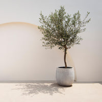 Green boutiQ - Plant op Stam - Olea Europaea - Terras Plant - Bladhoudend - Winterhard - Olijfgroen Blad - Pot 19cm Hoogte 90cm