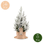 2x Picea glauca Conica - Dwarf Alberta Spruce - Green - White - Christmas tree - incl. jute bag - Ø19cm - ↕65cm