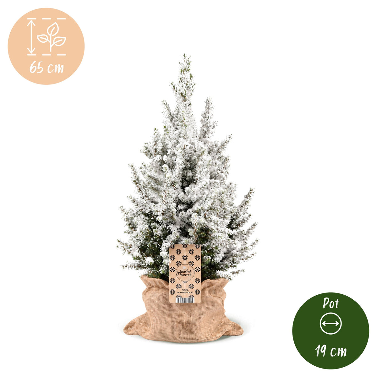 2x Picea glauca Conica - Dwarf Alberta Spruce - Green - White - Christmas tree - incl. jute bag - Ø19cm - ↕65cm