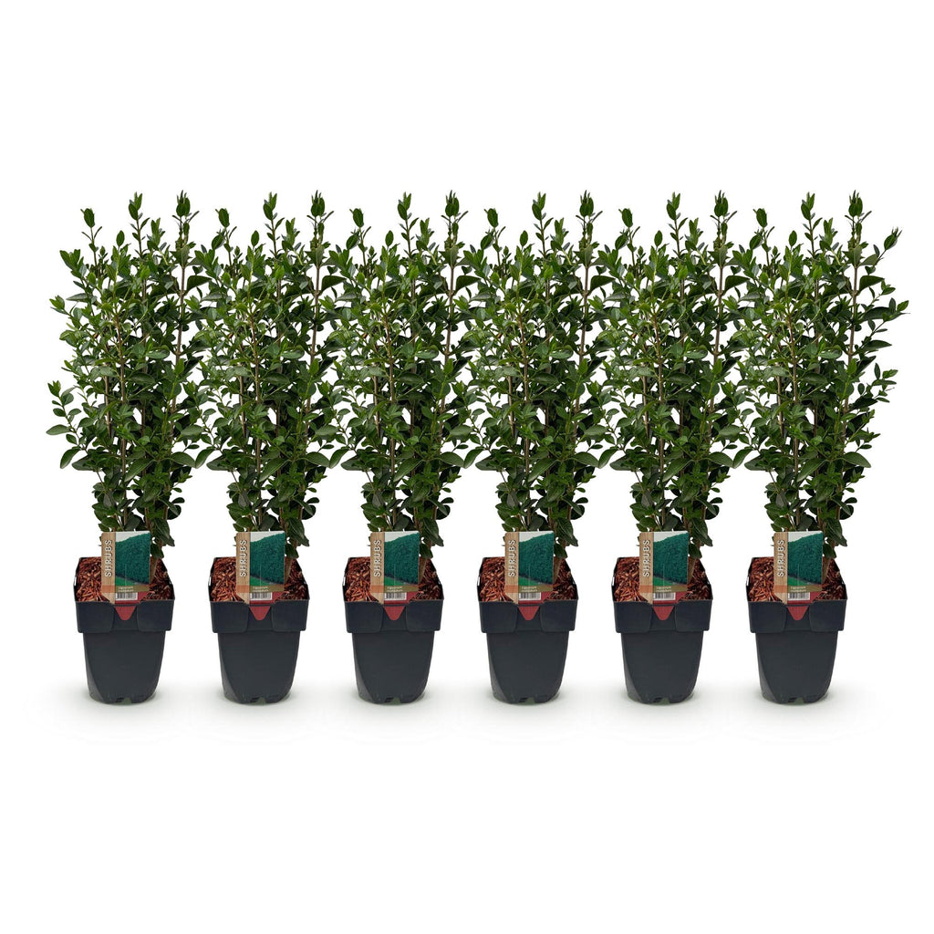 Green boutiQ - Haies - Ligustrum ovalifolium - feuillage vert - 6 plantes - 1 mètre linéaire - persistant - pot 17 cm hauteur 55 cm