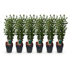 Green boutiQ - Haies - Ligustrum ovalifolium - feuillage vert - 6 plantes - 1 mètre linéaire - persistant - pot 17 cm hauteur 55 cm