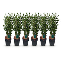 Green boutiQ - Haagplanten - Ligustrum ovalifolium -  blad groen - 6 planten - 1 strekkende meter - groenblijvend - pot 17cm hoogte 55cm