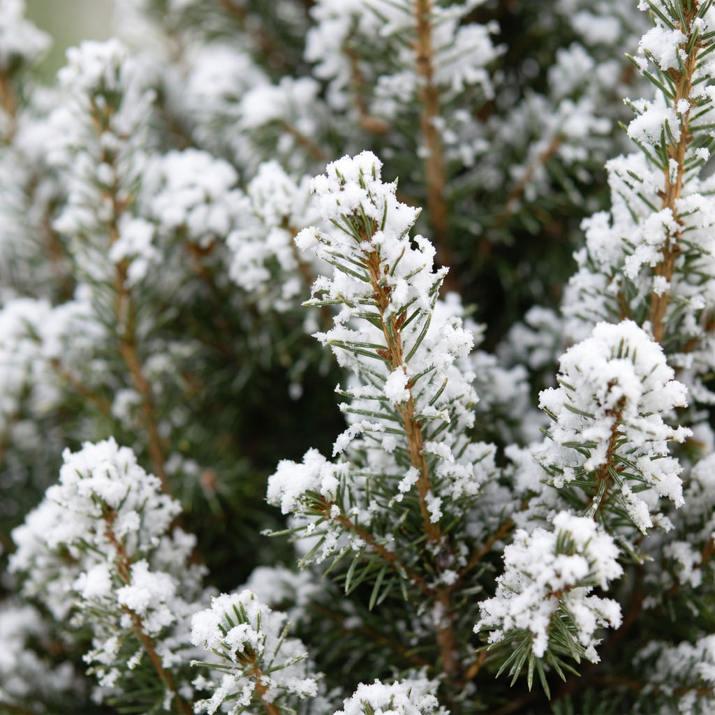 Picea glauca Conica - Dwarf Alberta Spruce - Green - White - Christmas tree - incl. zinc pot - Ø17cm - ↕65cm
