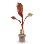 Green boutiQ - Plante fruitière - Musa ensete Maurelli - Bananier - Rustique - Rouge-Vert - 1 Plante - Pot 21cm - Hauteur 90cm