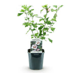 Green boutiQ - Arbustes - Hibiscus syriacus Hamabo - Fleur rose clair - 1 Plante - Caduc - Entretien facile - Pot 17cm Hauteur 45cm