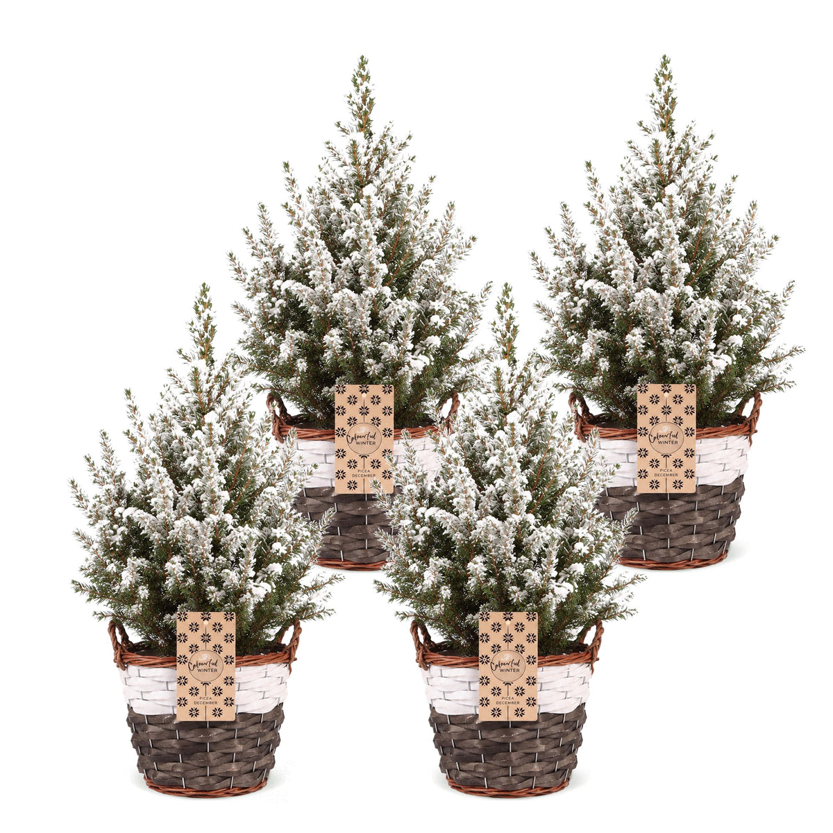 4x Picea glauca Conica - Dwarf Alberta Spruce - Green - White - Christmas tree - incl. basket - Ø17cm - ↕65cm