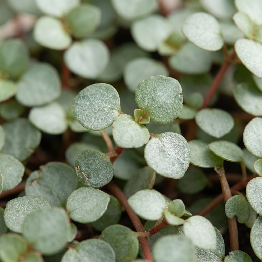 Pilea Glaucophylla Greyzy - Greyzy artillery plant - Grey - Red - Tropical - Ø6cm - ↕10cm