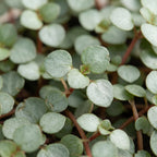 Pilea Glaucophylla Greyzy - Greyzy artillery plant - Grey - Red - Tropical - Ø6cm - ↕10cm