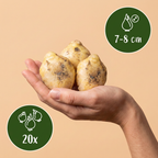 Green boutiQ - Bloembollen - Hyacinthoides non Scripta - Kleur Blauw - 20 stuks - Bolmaat 7/8 - XXL Pack - foto 3