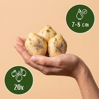 Green boutiQ - Bloembollen - Hyacinthoides non Scripta - Kleur Blauw - 20 stuks - Bolmaat 7/8 - XXL Pack - foto 3