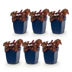 Green boutiQ - Stauden - Heuchera micr. Palace Purple - Purpurglöckchen - Schatten - Lila - 6 Pflanzen - Topf 11cm - Höhe 15-25cm