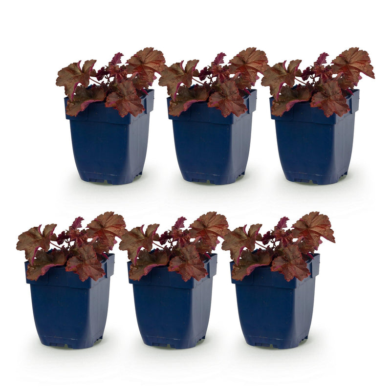 Green boutiQ - Vasteplant - Heuchera micr. Palace Purple - Purperklokje - Schaduw - Paars - 6 Planten - Pot 11cm - Hoogte 15-25cm