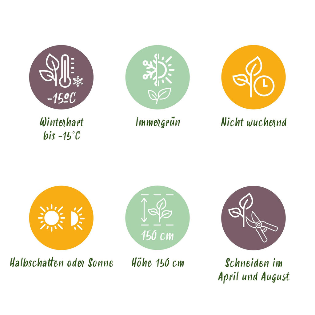Green boutiQ - Haies - Euonymus japonica Paloma Blanca - Feuilles vertes et blanches - 8 plantes - 1 mètre linéaire - Persistant - Pot 9cm hauteur 30-35cm