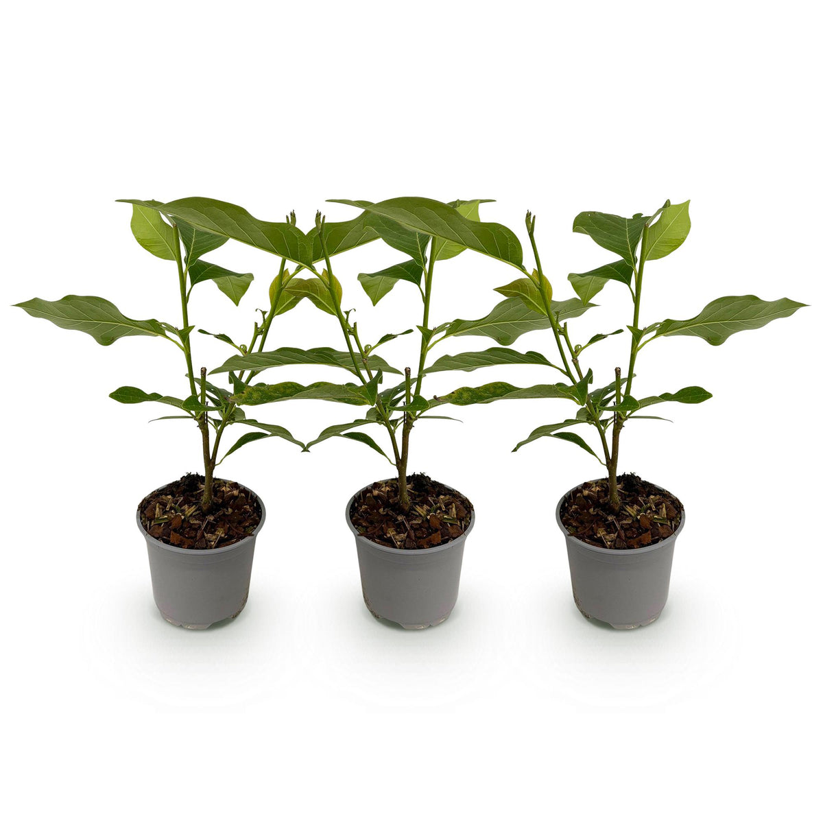 Green boutiQ - Plante de jardin - Magnolia Ricki - Fleur rouge - 3 plantes - Caduque - Peu d'entretien - Pot 12cm Hauteur 30cm