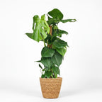 Green boutiQ - Plante d'intérieur - Monstera - Monstera Deliciosa sur tuteur - Vert - Entretien facile - 1 plante - avec Panier - Pot 19cm - Hauteur 90cm