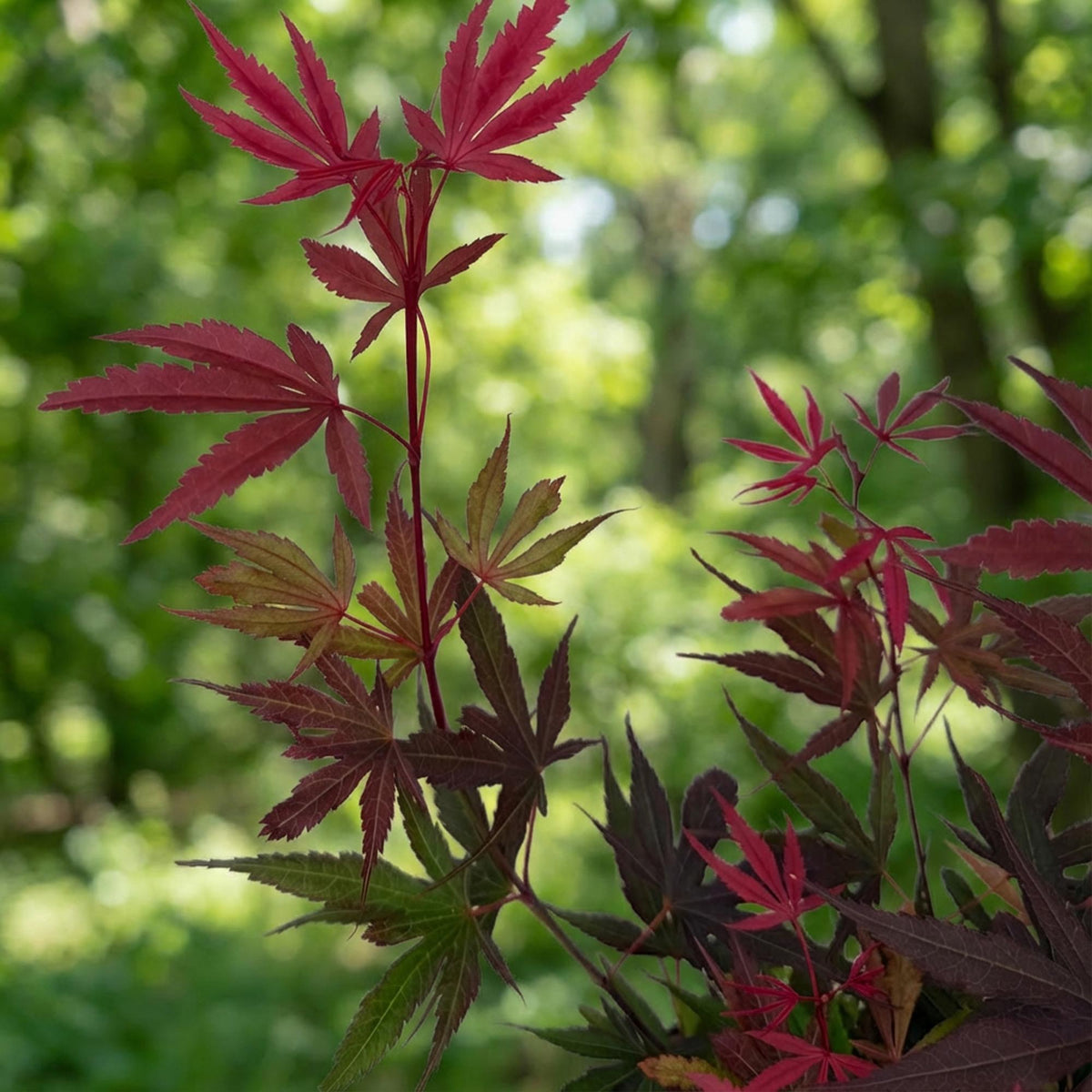 Green boutiQ - Plante de jardin - Acer palmatum Shaina - Érable du Japon - Caduc - Rouge - 1 - Pot 26cm - Hauteur 90cm